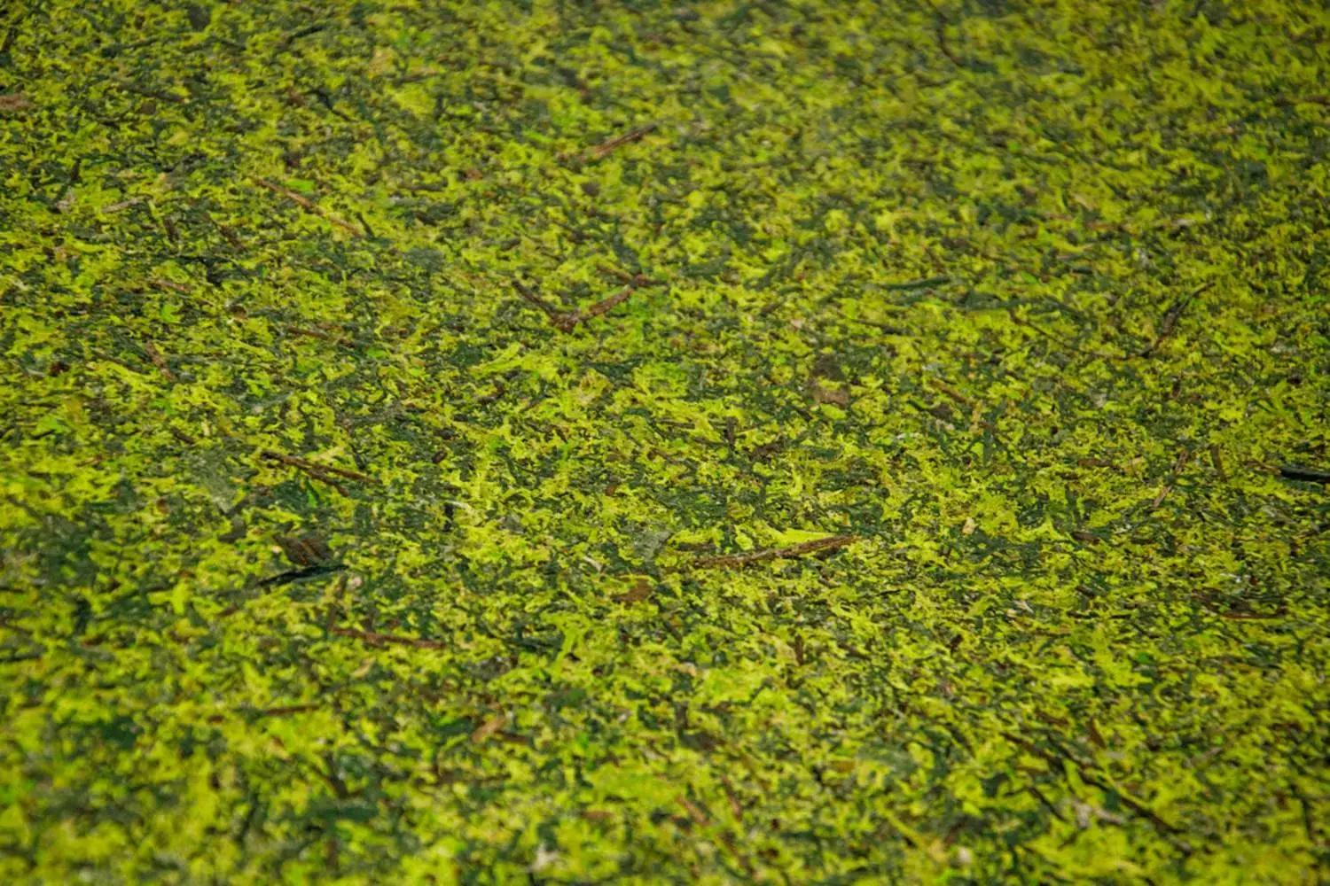 MOSS